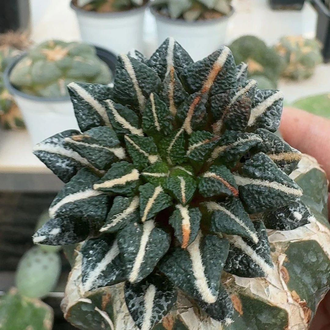 【闪购商品】无花朵火*狸黑牡丹882