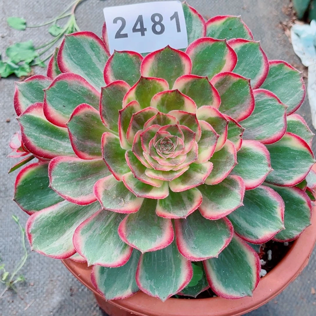 黑魔锦特价多肉发货