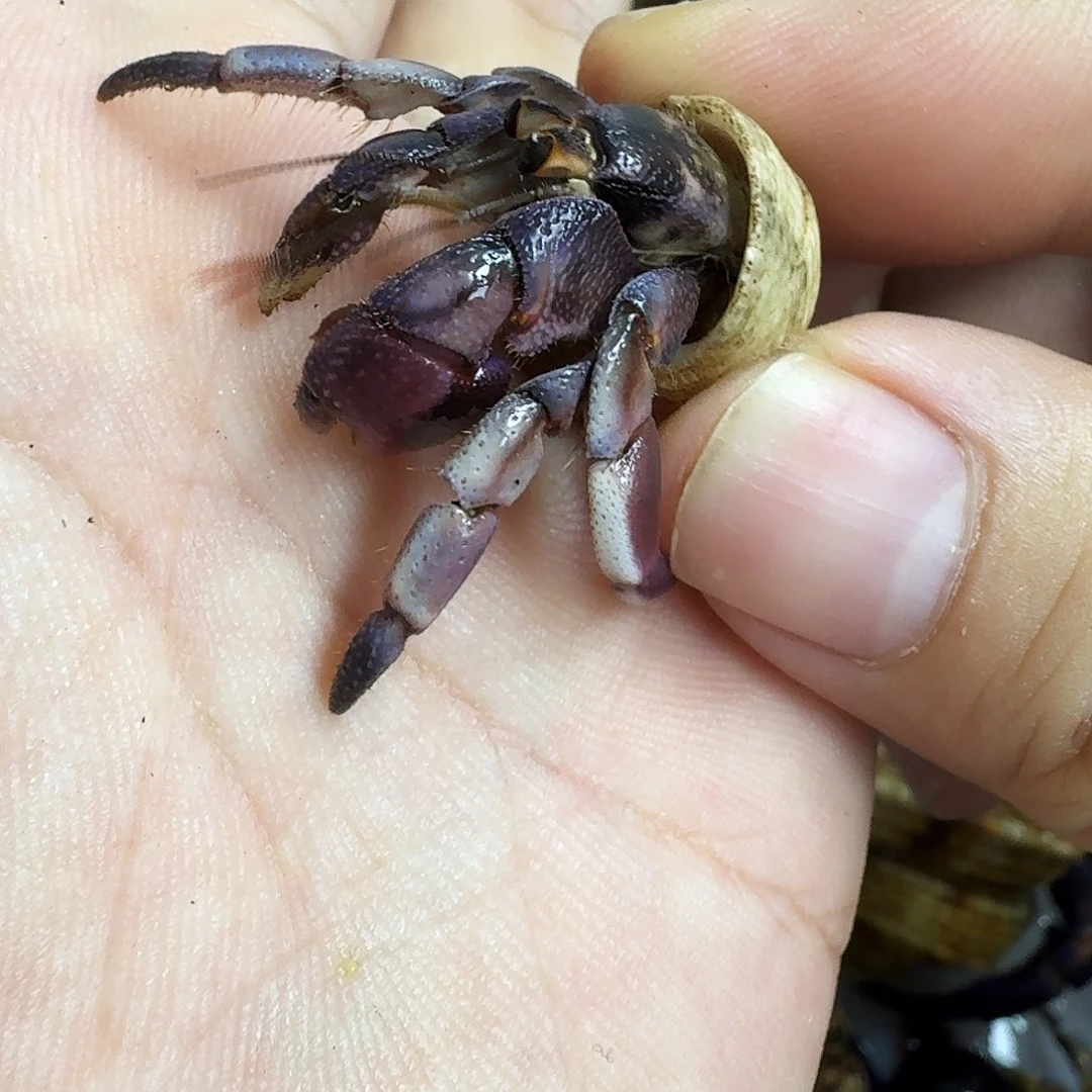 紫豆约1.5活体售出不退不换