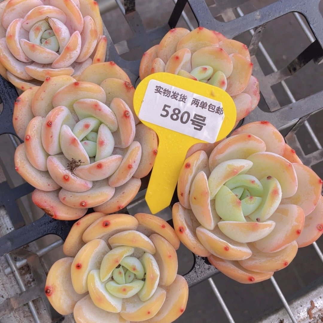 580号宽叶奶茶老桩单头一个