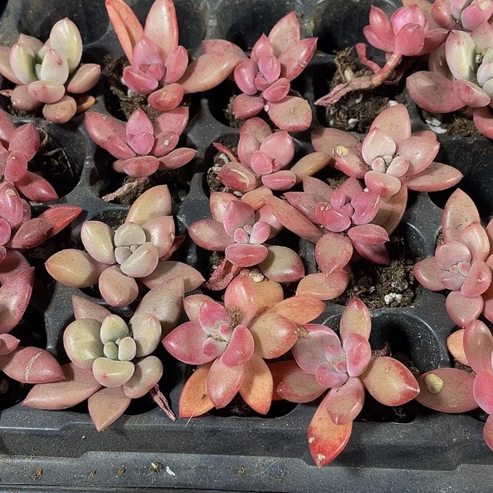 小桃花源1元带土发货