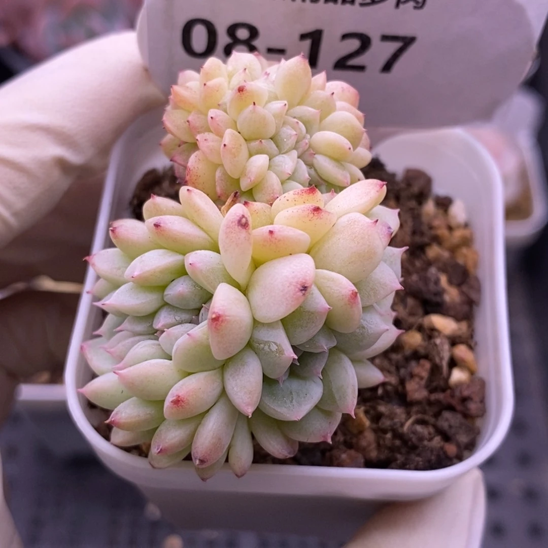 【闪购商品】08-127