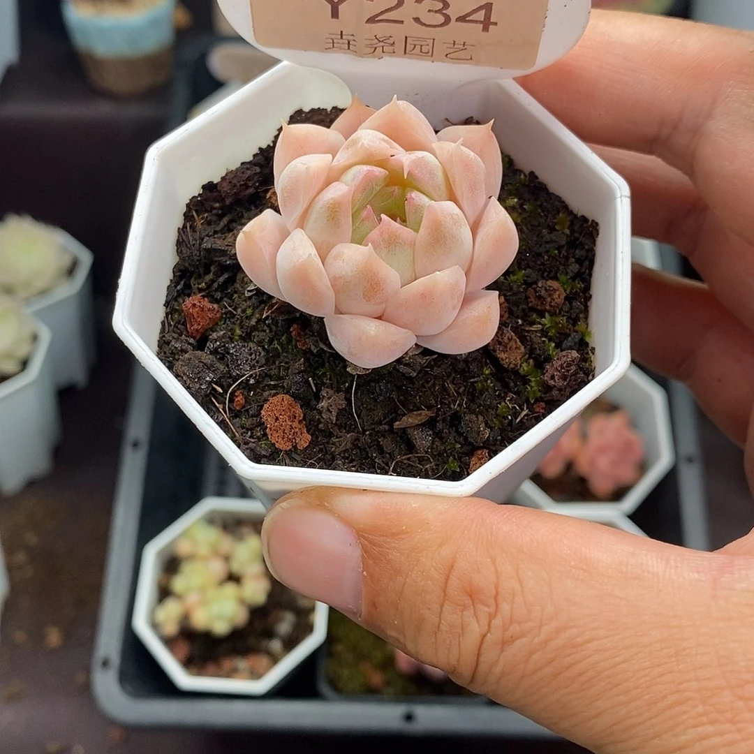 0234 颜如玉 3.5cm
