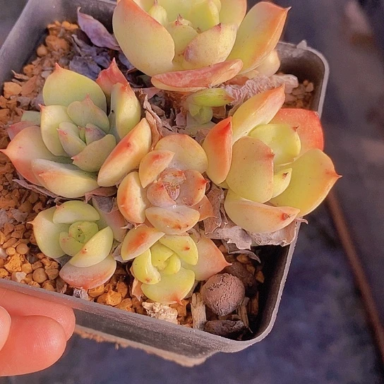 1365多肉植物老桩