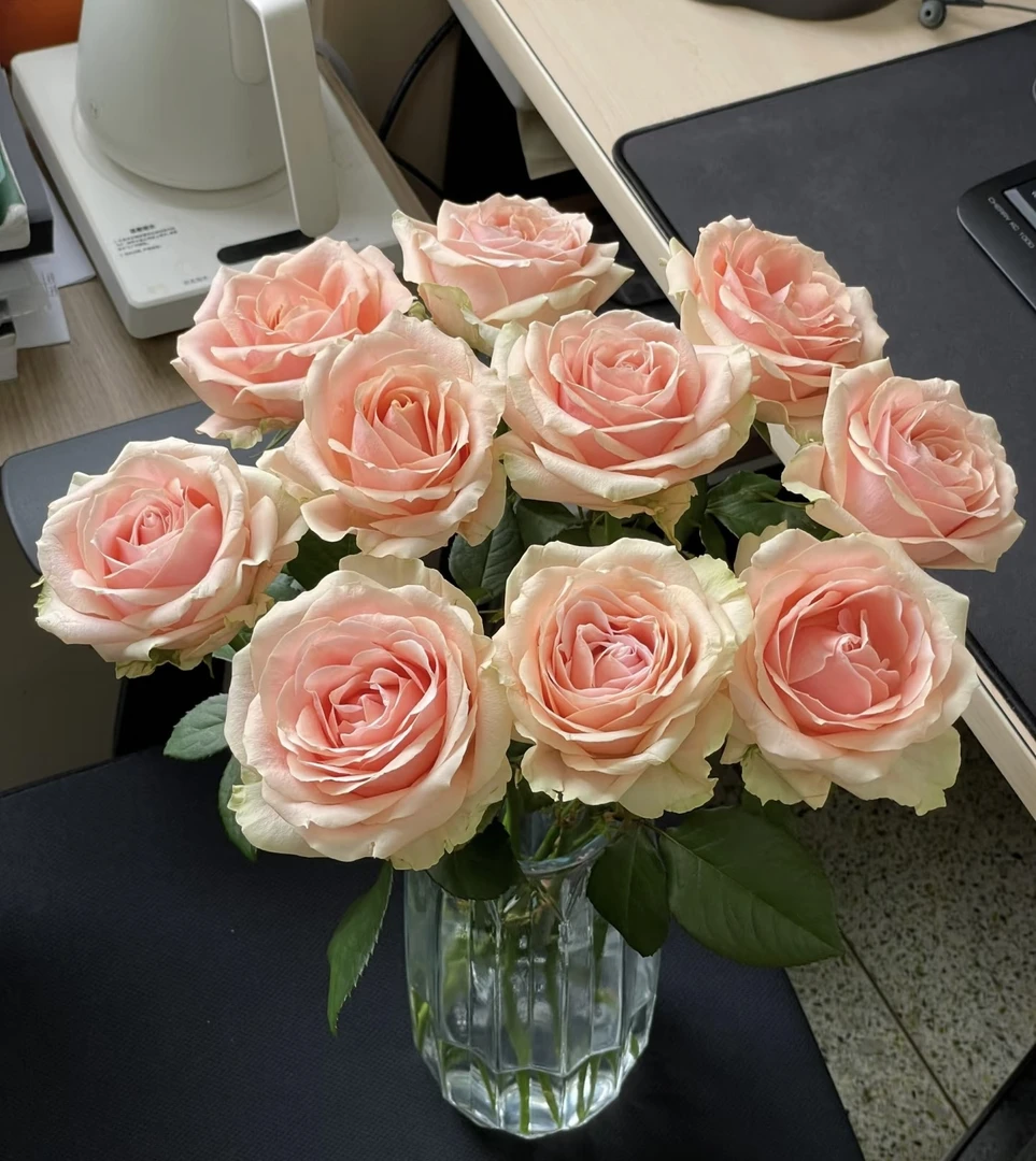 【方德】胭脂玫瑰花方德无土栽培玫瑰花成品花束云南基地鲜花直发