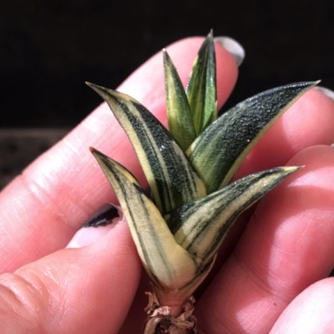 龙城锦哈哈哈哈哈哈