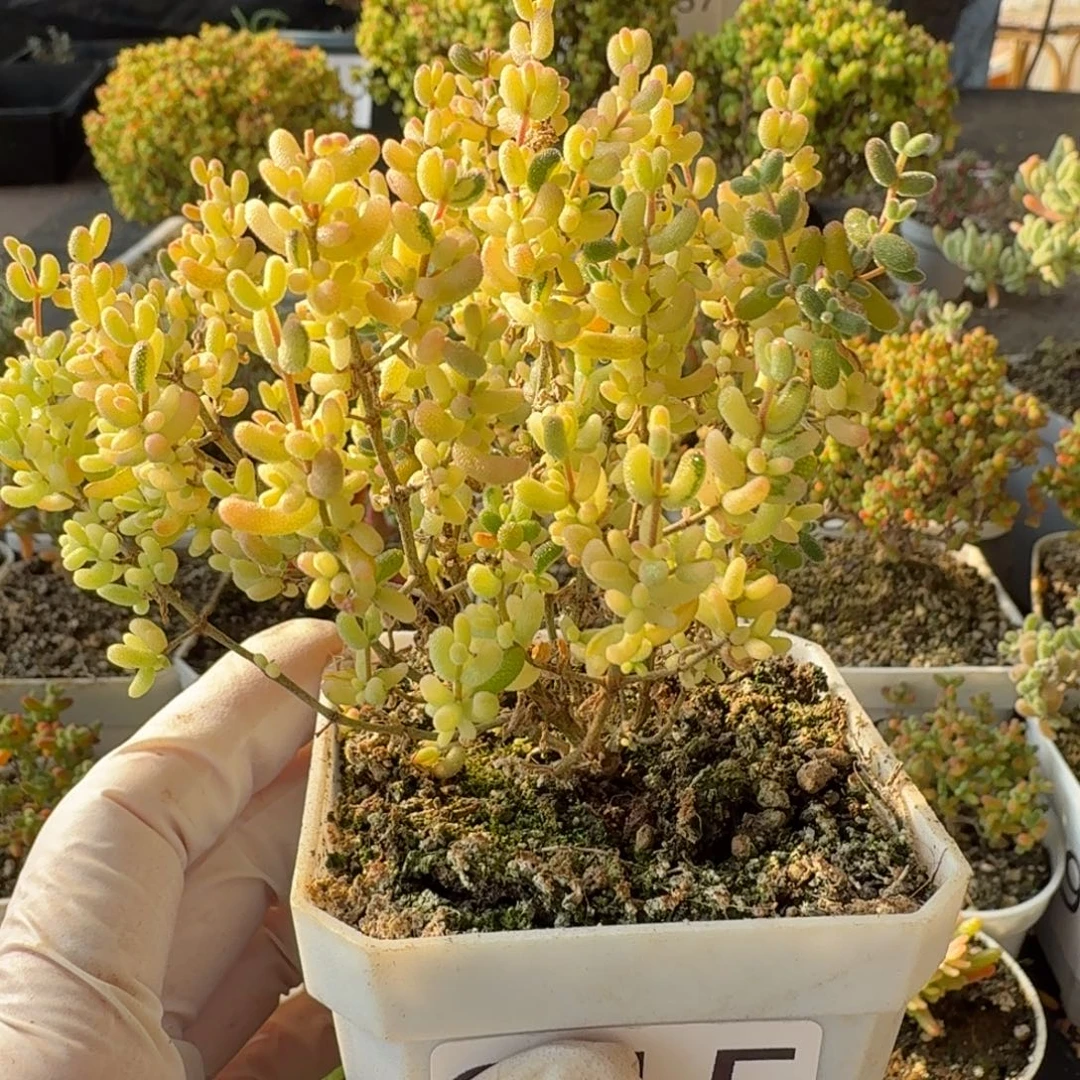 915米粒阴阳拉丝锦