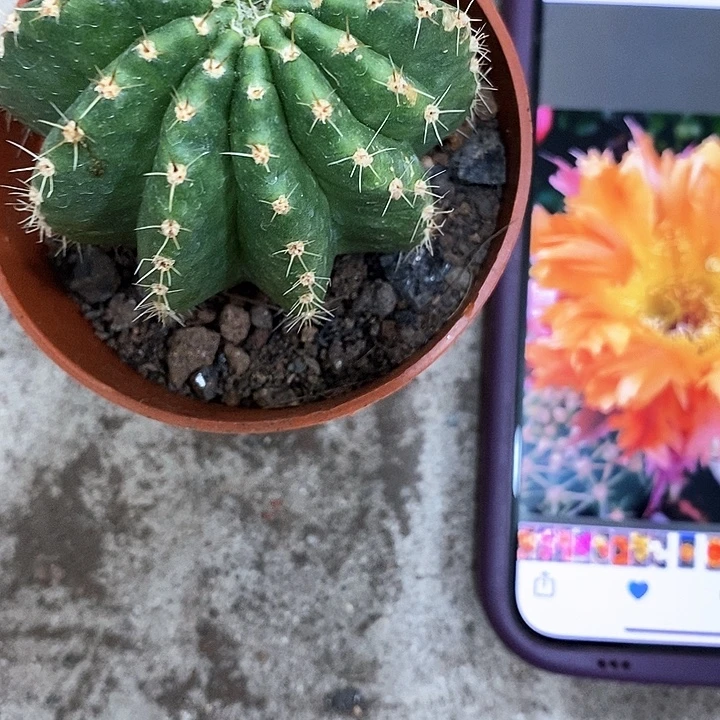 热带魔法仙人球。36789