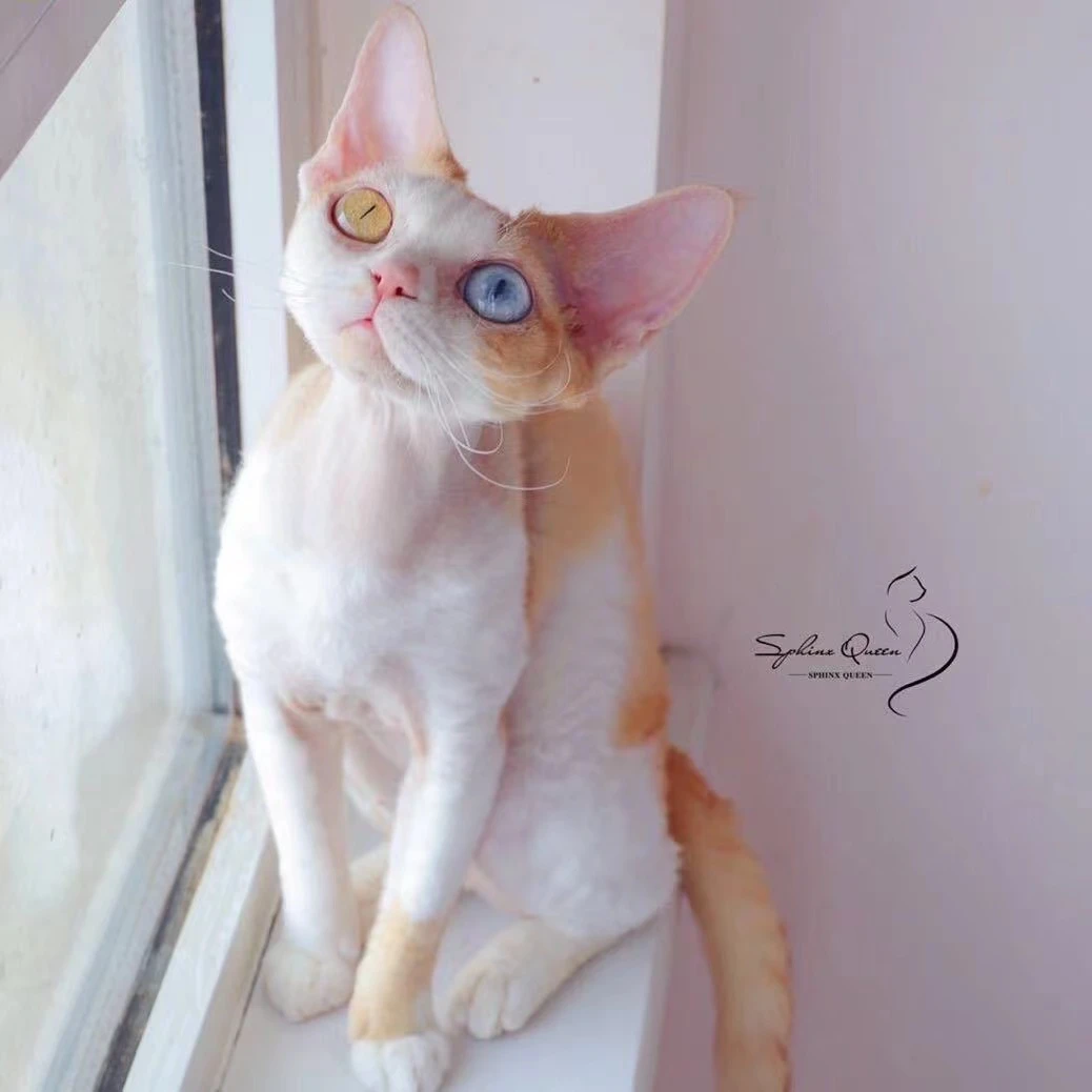 【小刺猬家】精品德文猫咪