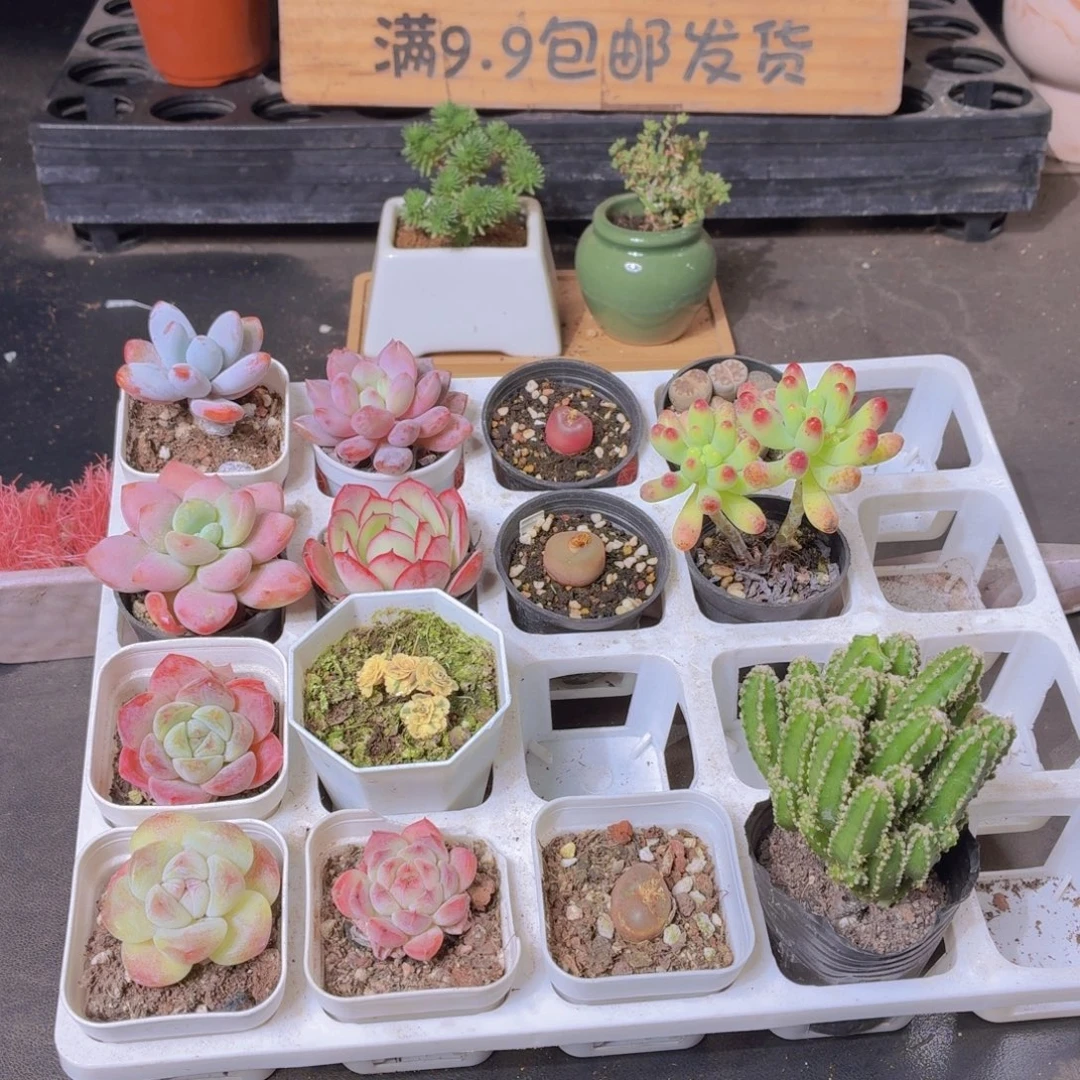 ****ᵁ月兔耳闪光耳 紫米粒各五个