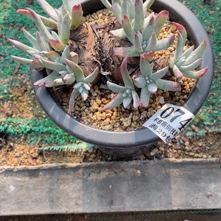 74号文森特多肉植物有老庄