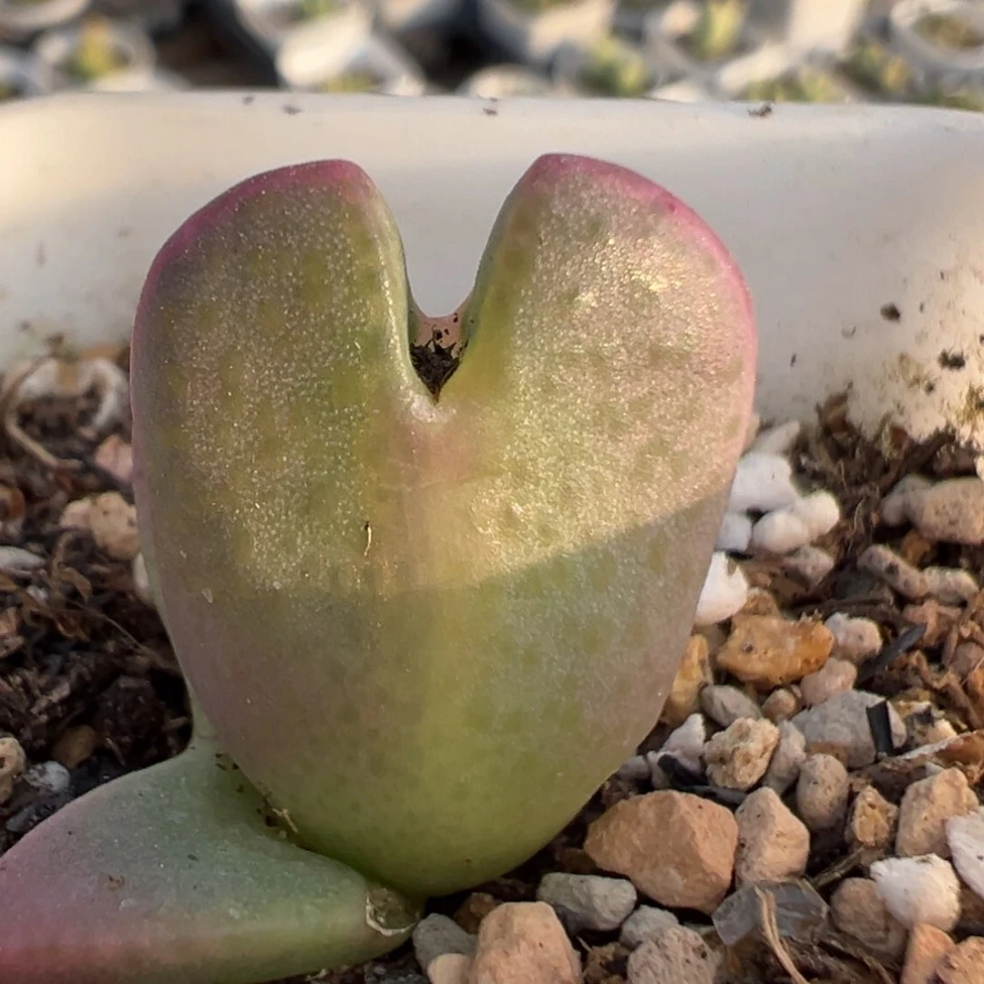 96多肉植物百科知识