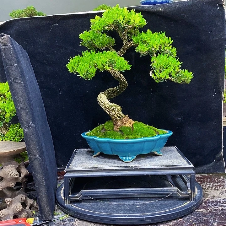 无花朵M黄杨盆景四季常青