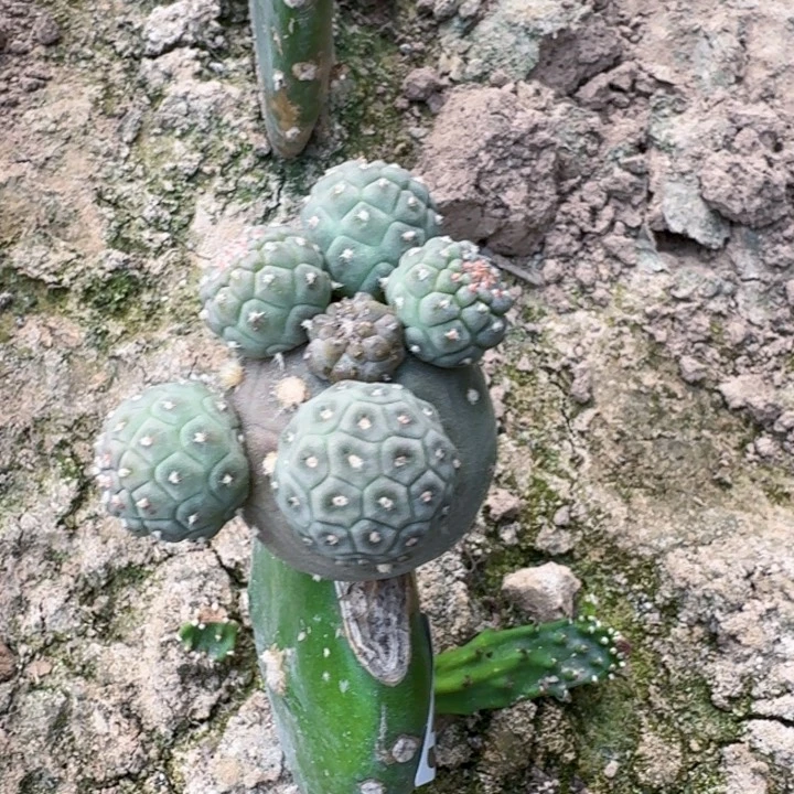 无花朵515草莓鸡蛋习一号西二