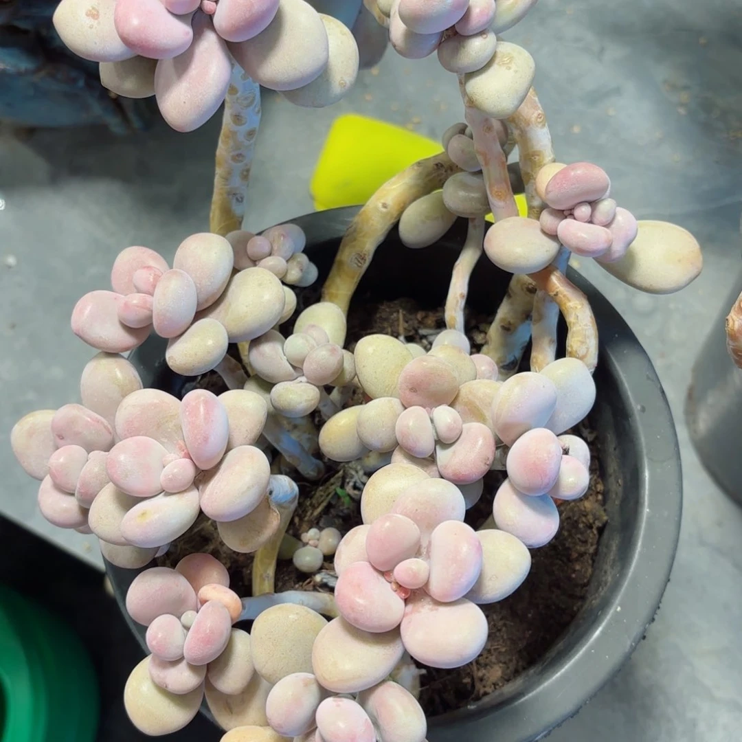 开****呲桃蛋不售后22。