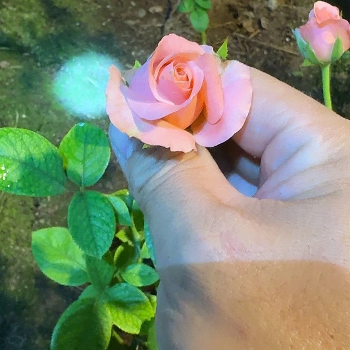 无花朵罗斯曼小苗