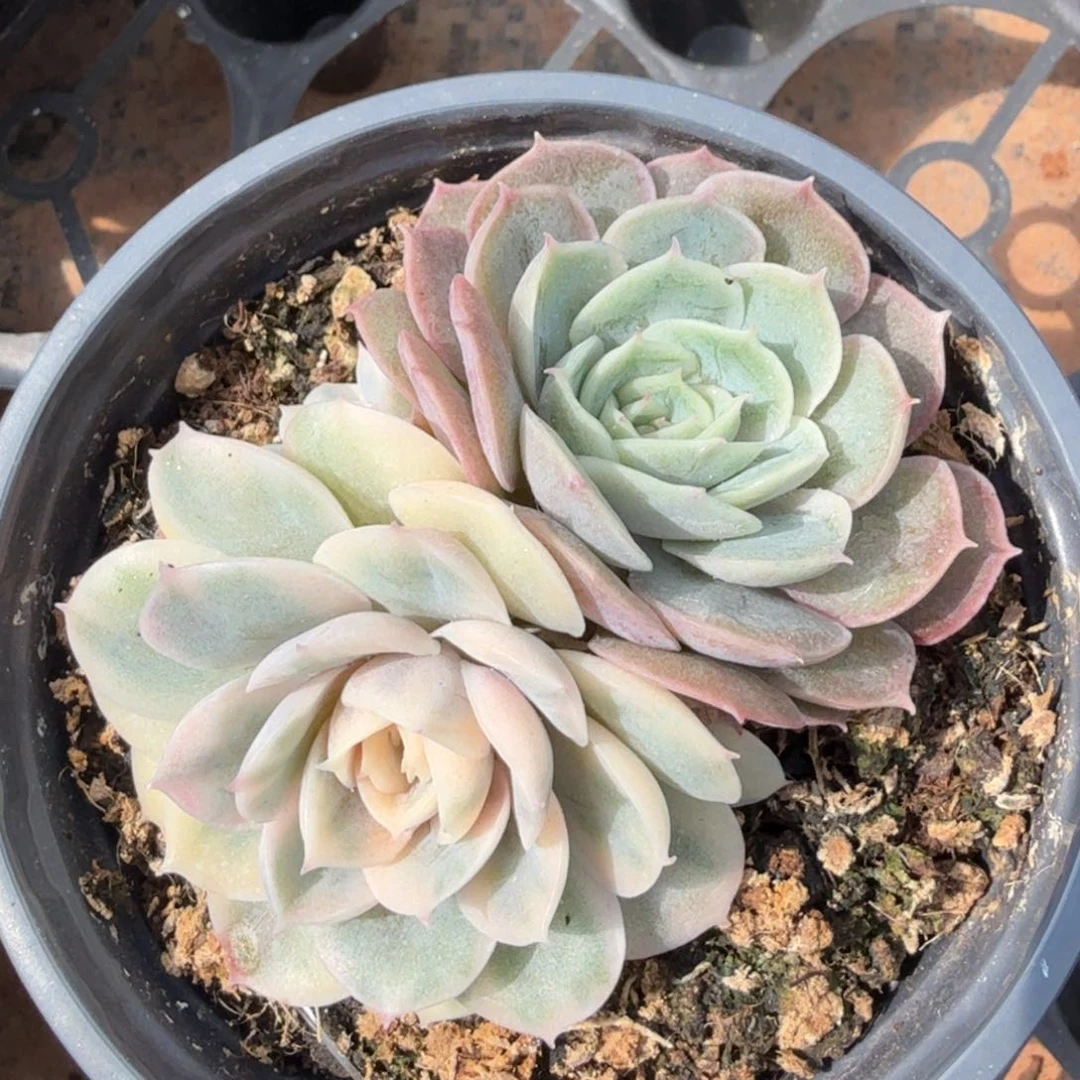 彩锦昂斯诺锦一刻的推进
