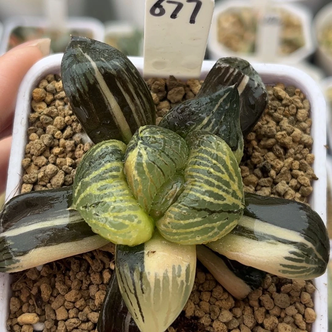 677丸叶银龟实生寿锦十二卷多肉