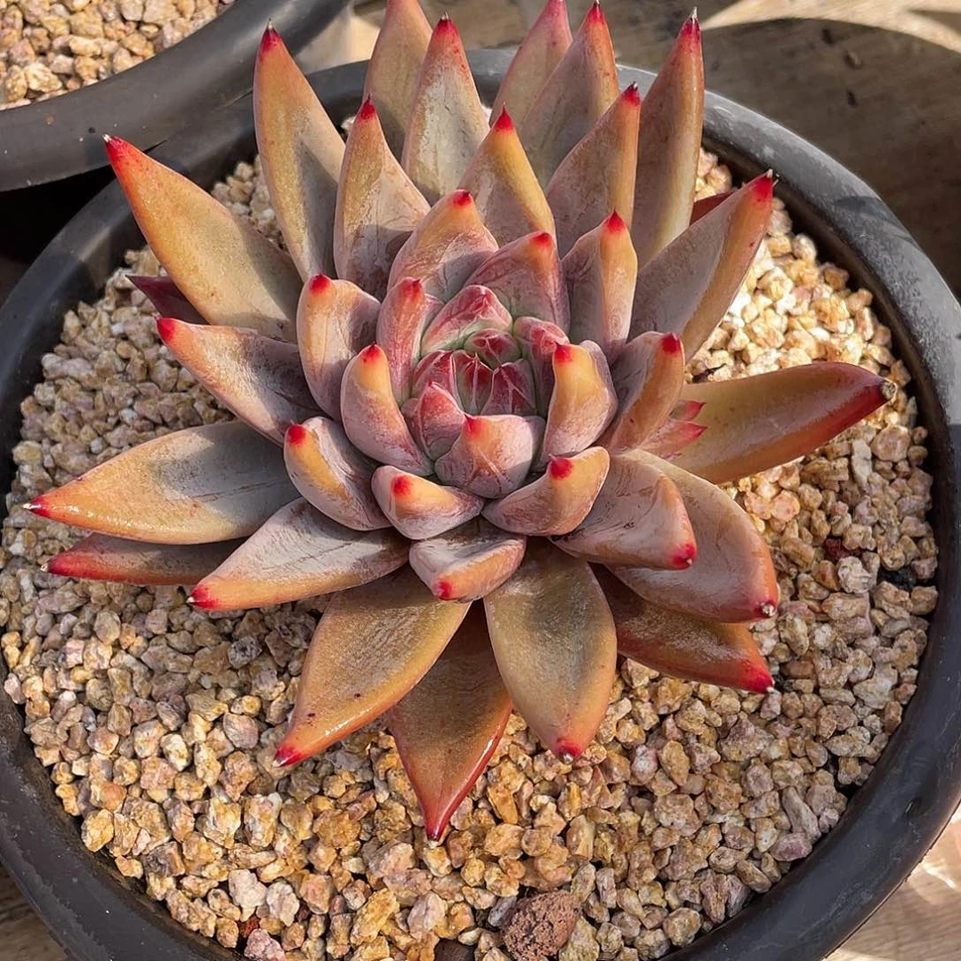 多肉植物一物一拍