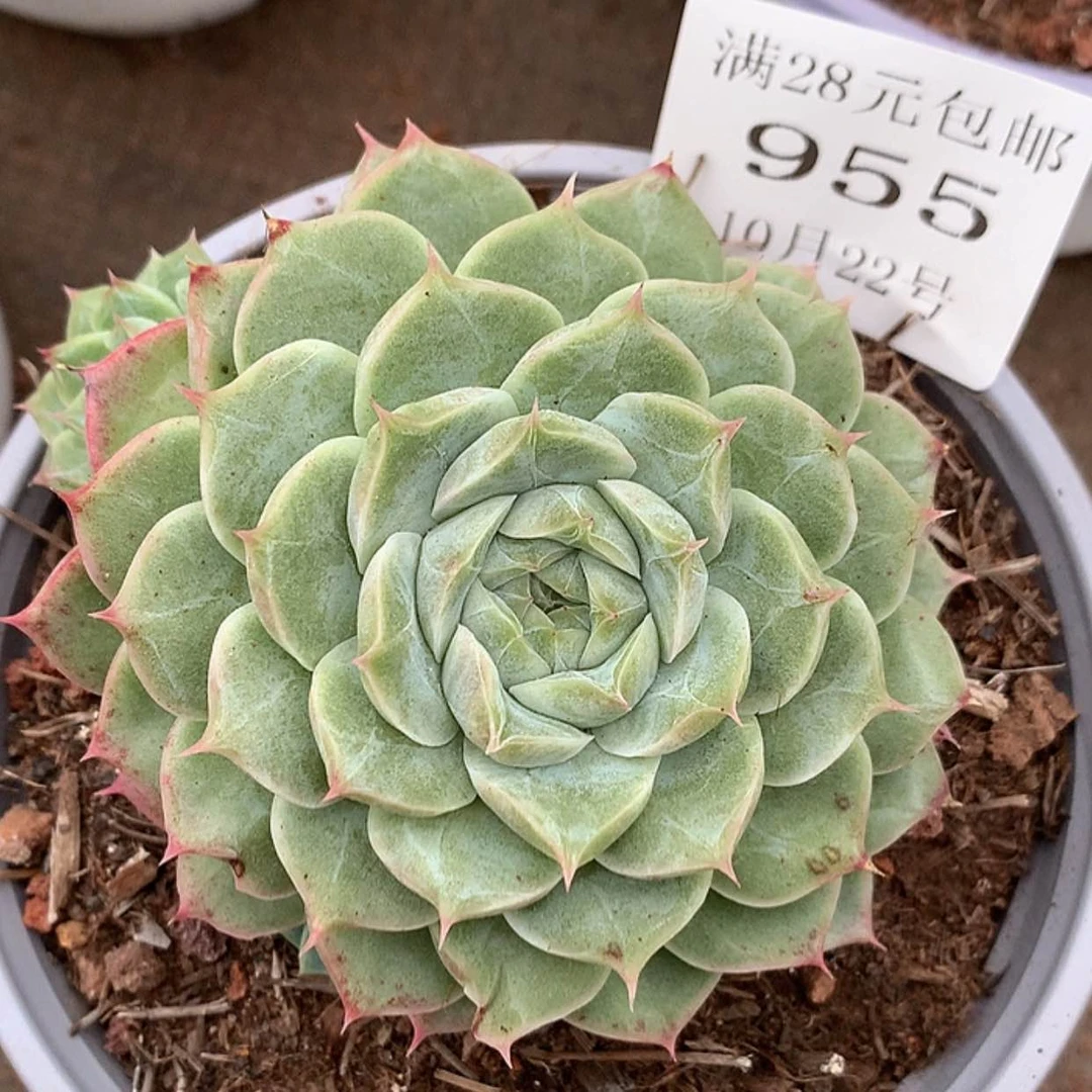 【闪购商品】云955号