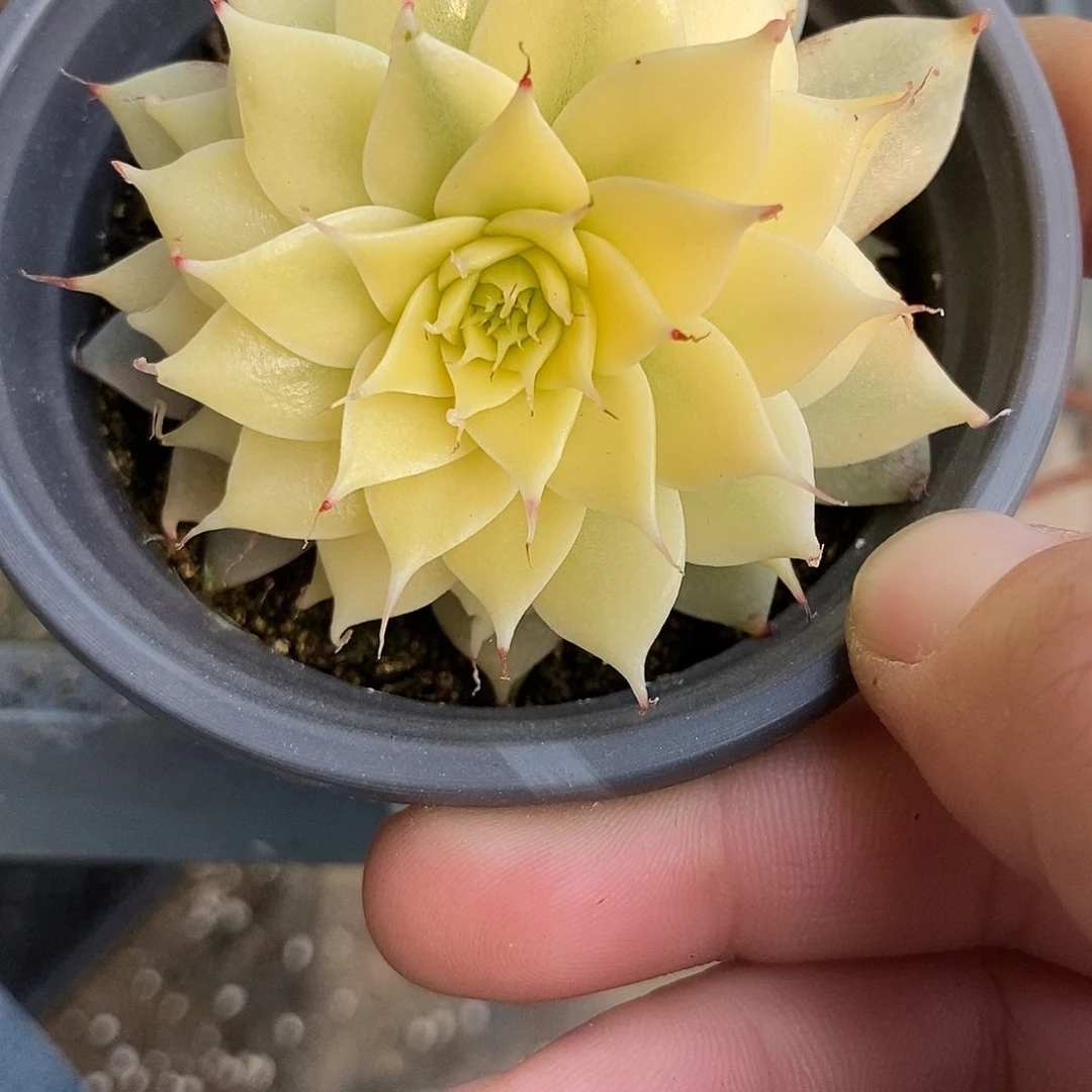 1192银星锦大锦边炸多肉植物