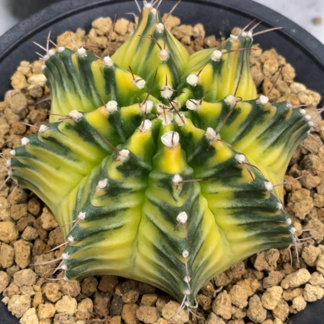 当前无花朵，栽培后可花朵黄臀斑马虎斑