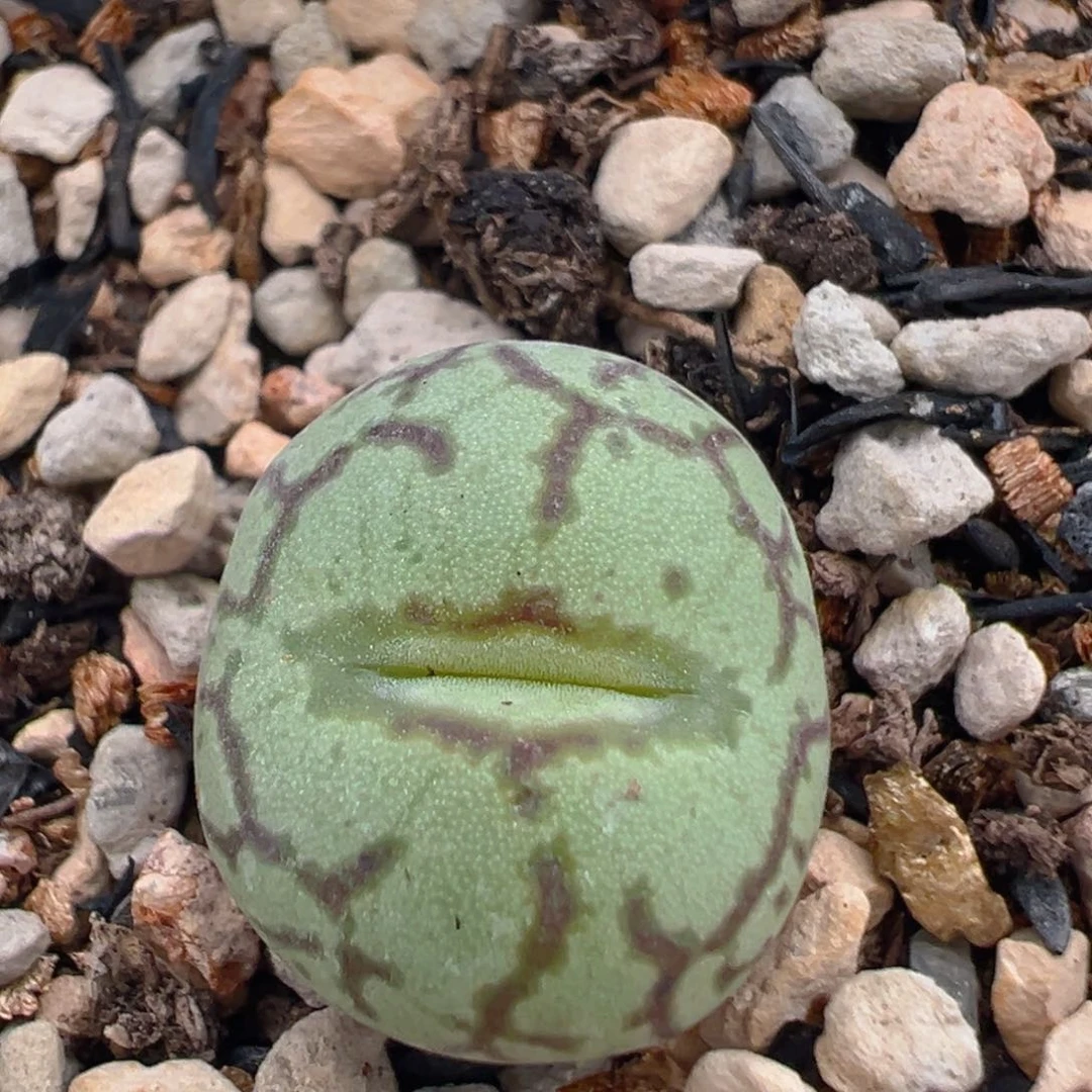 126多肉植物百科知识