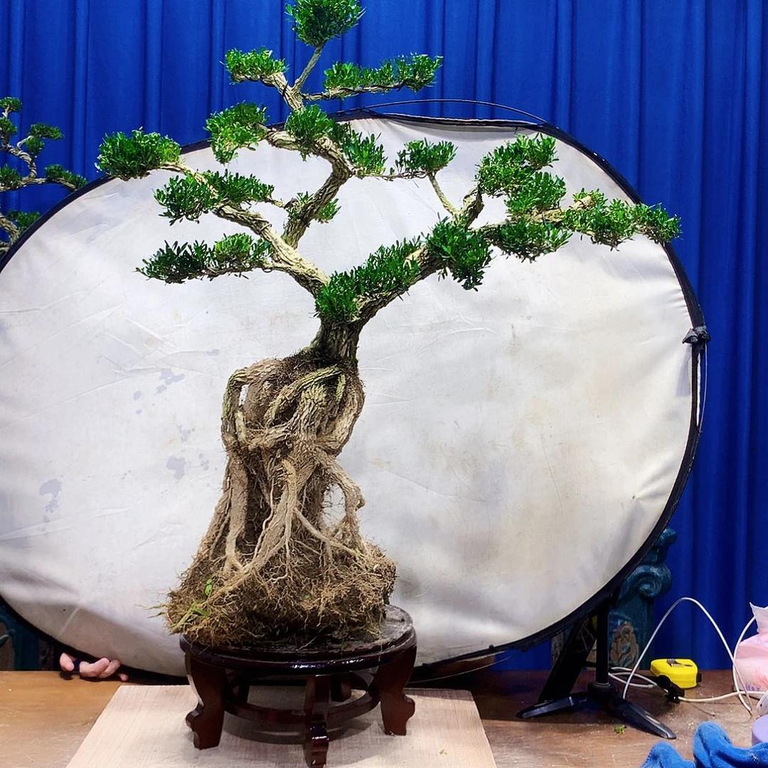 耐***奈无花朵黄杨盆景一物一拍