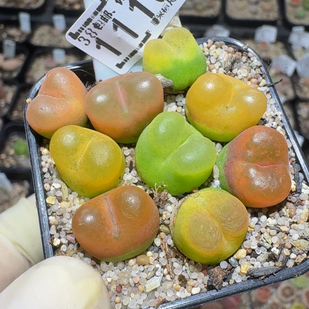 zzzz精品生石花1115