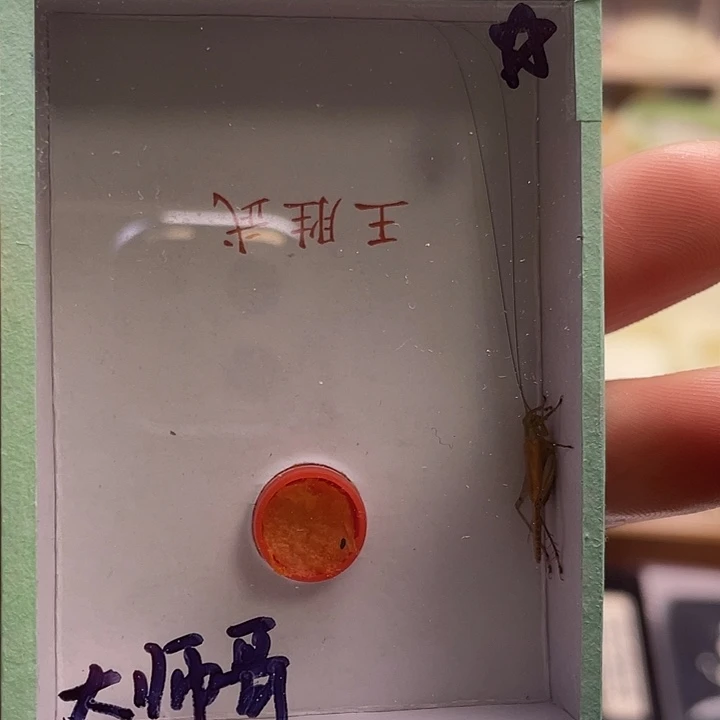 大***哥王大黄蛉1啊啊啊啊啊啊