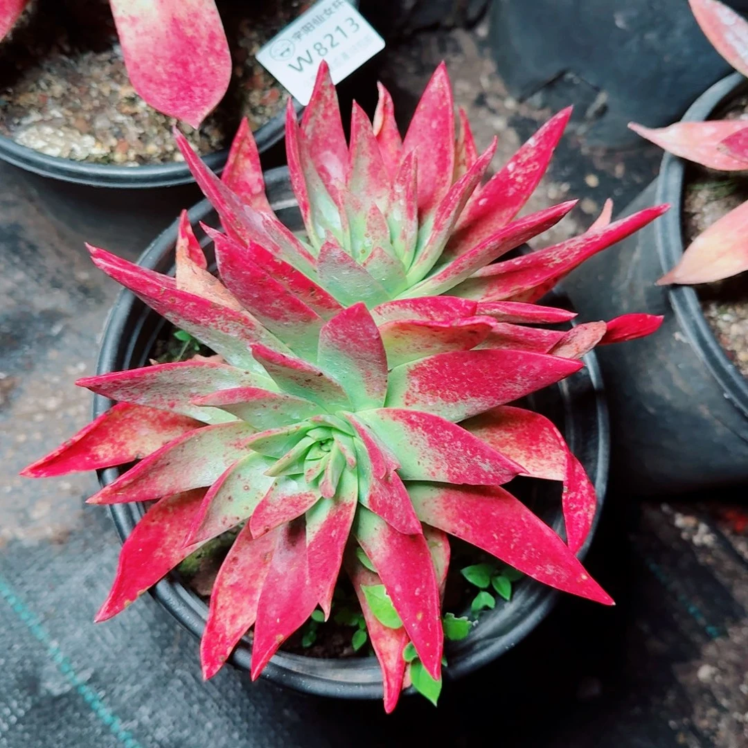 8214绿雪山仙女杯多肉