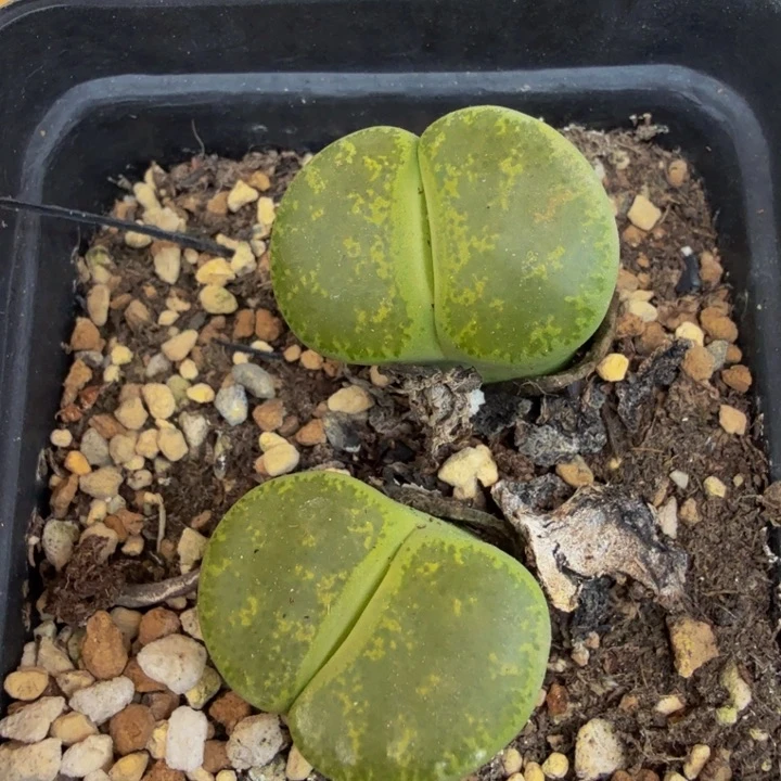 米*多肉葡萄多水果5