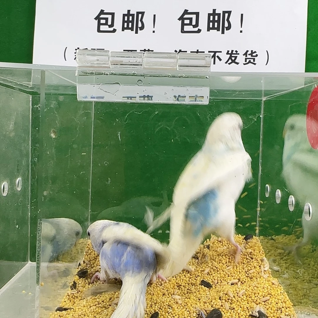 虎皮鹦鹉大头鹦鹉