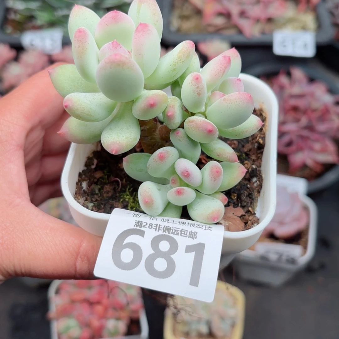 苹果奶老桩无盆土发货