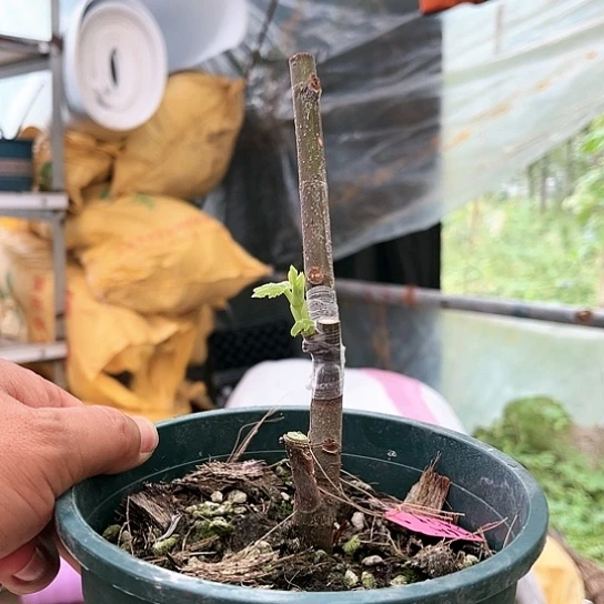 无花朵直播间一物一拍，蜂蜜糖白头苗不售后