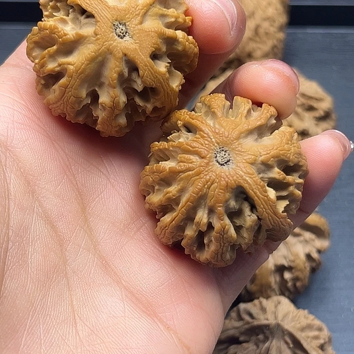 核桃秦岭突突突突突突