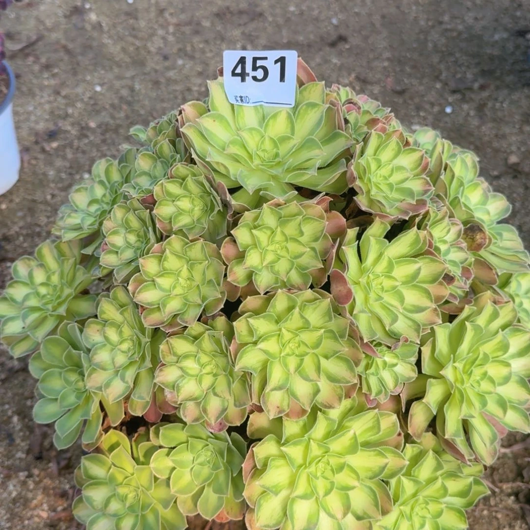 451韶华多肉植物