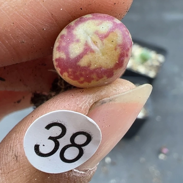 38号这颗多肉有点好看