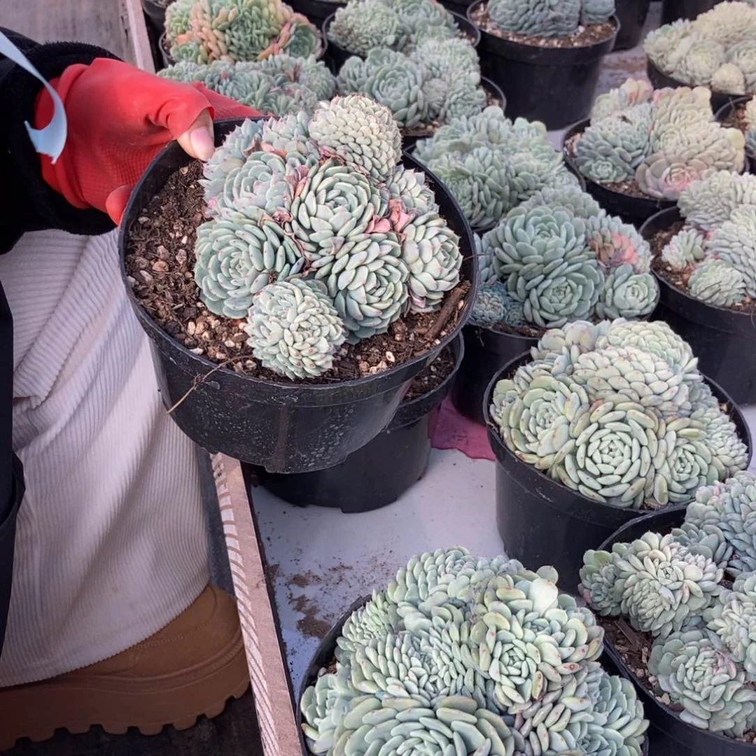 白胖子缀随机发货嫩嫩嫩一颗