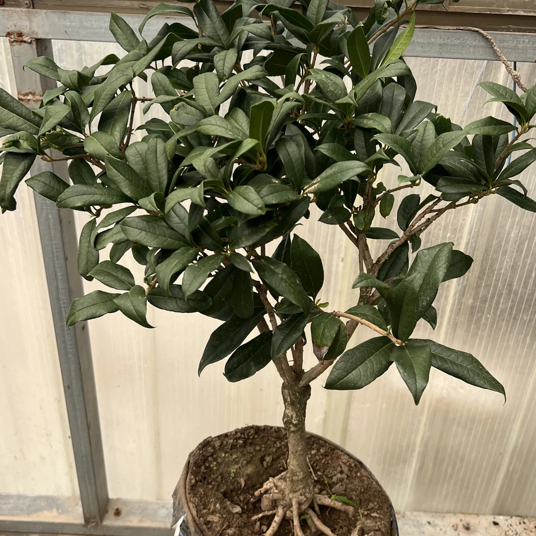 浓香型沉香桂花盆栽带花苞室内外花卉绿植开花橙红色桂花