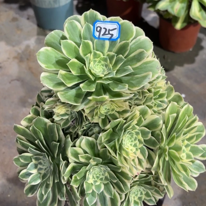 艳凝925一物一拍多肉