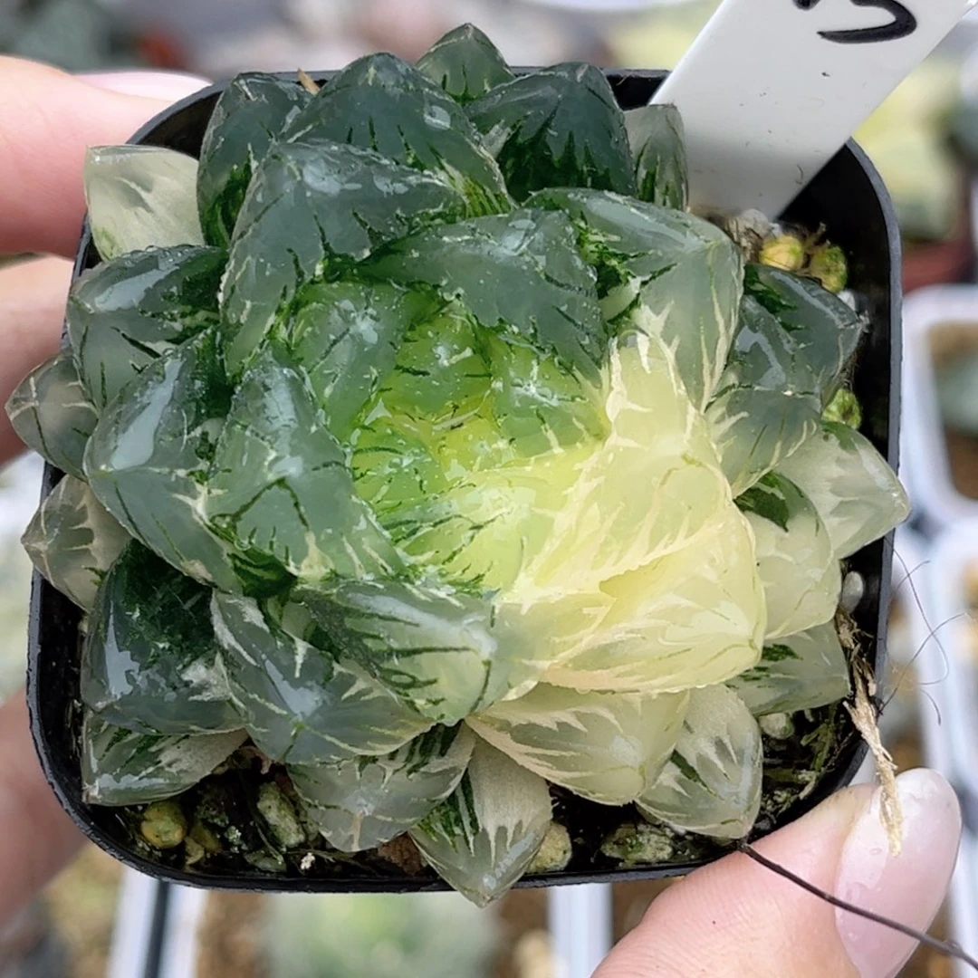 13龙鳞玉露锦福利专场