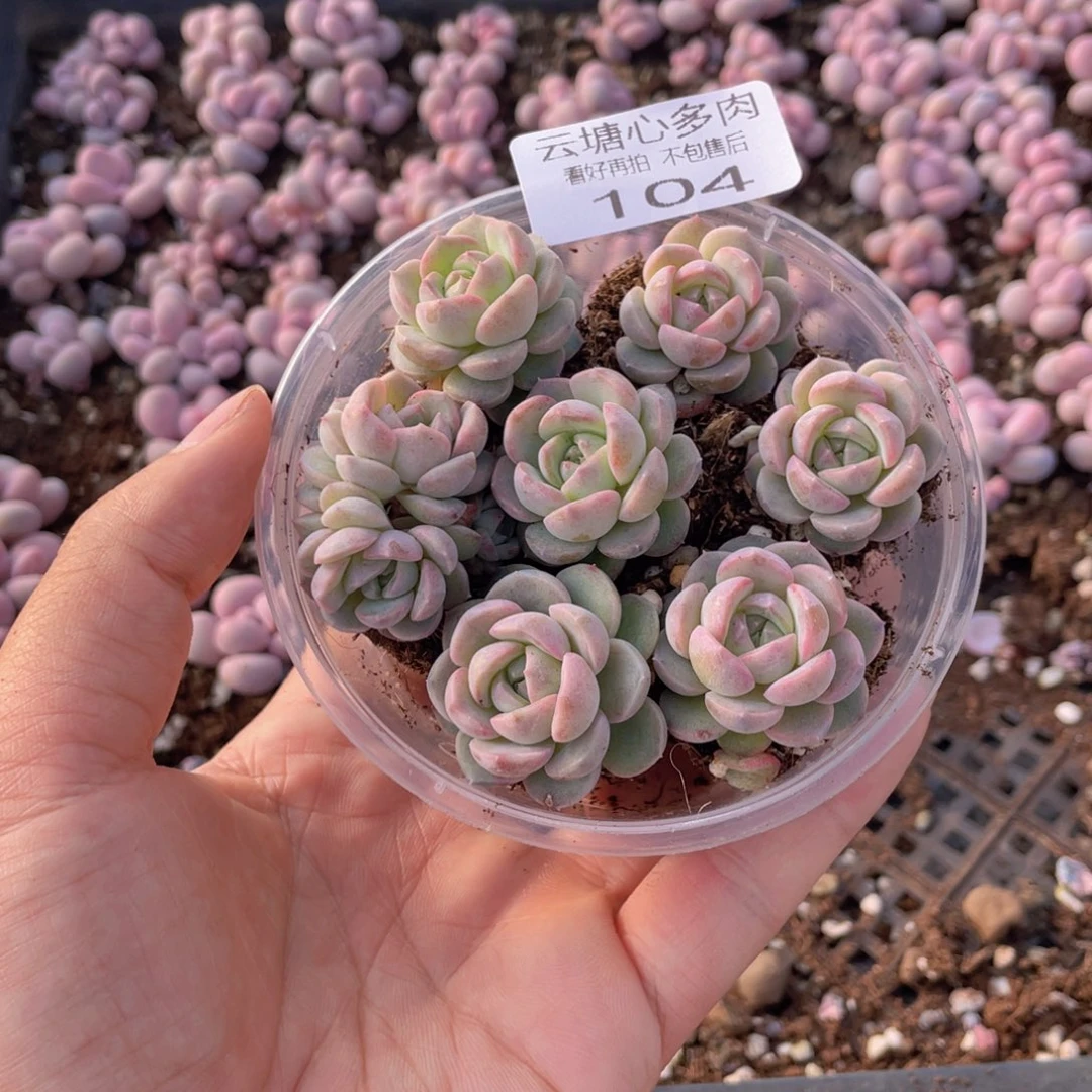 云糖心多肉植物104