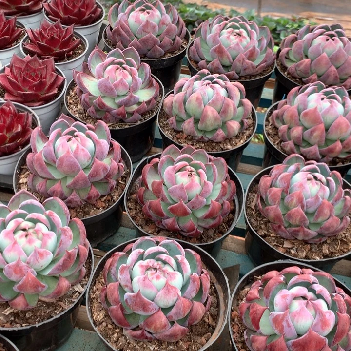 超大惊鸿仙子19.99