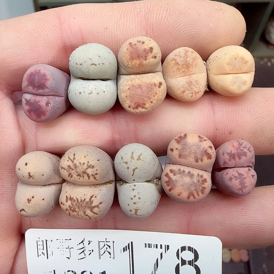 满满18包邮1231-178