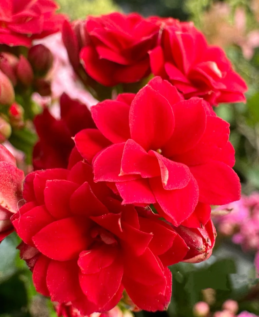 【鸿运当头】130盆长寿 稀有红色花品种 基地直发