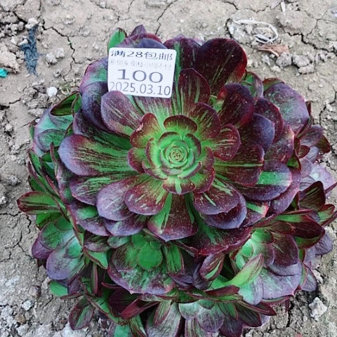 3.10-100黑玫瑰骑士多肉植物
