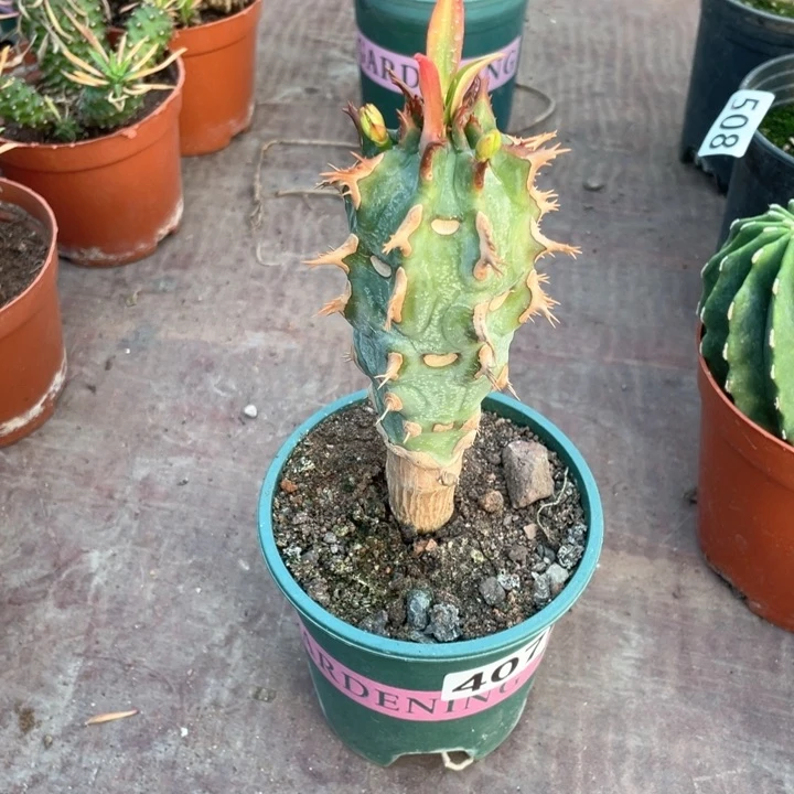 407大喷火龙块根