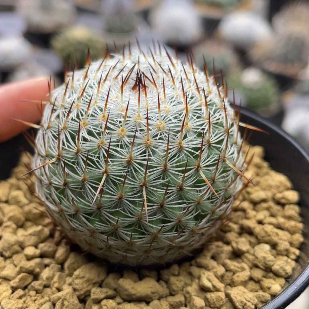 折后价         内俚玉