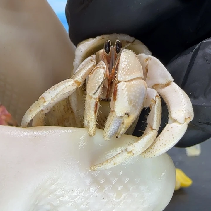 A10浅色 西沙1.1cm口径